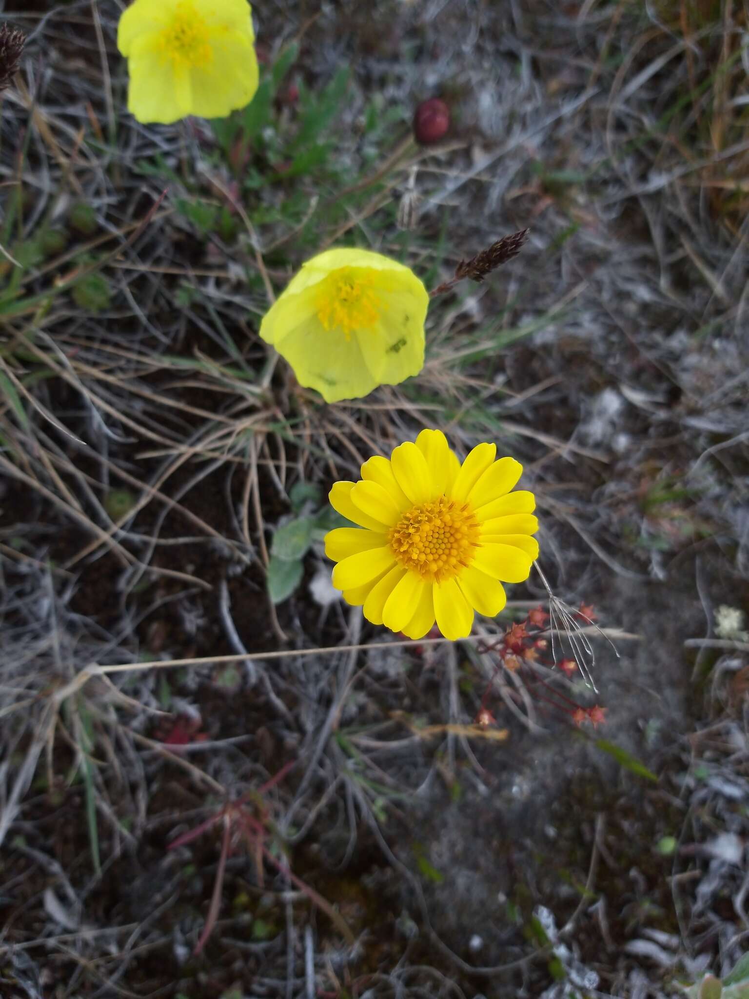 Imagem de Tephroseris integrifolia subsp. tundricola (Tolm.) B. Nord.