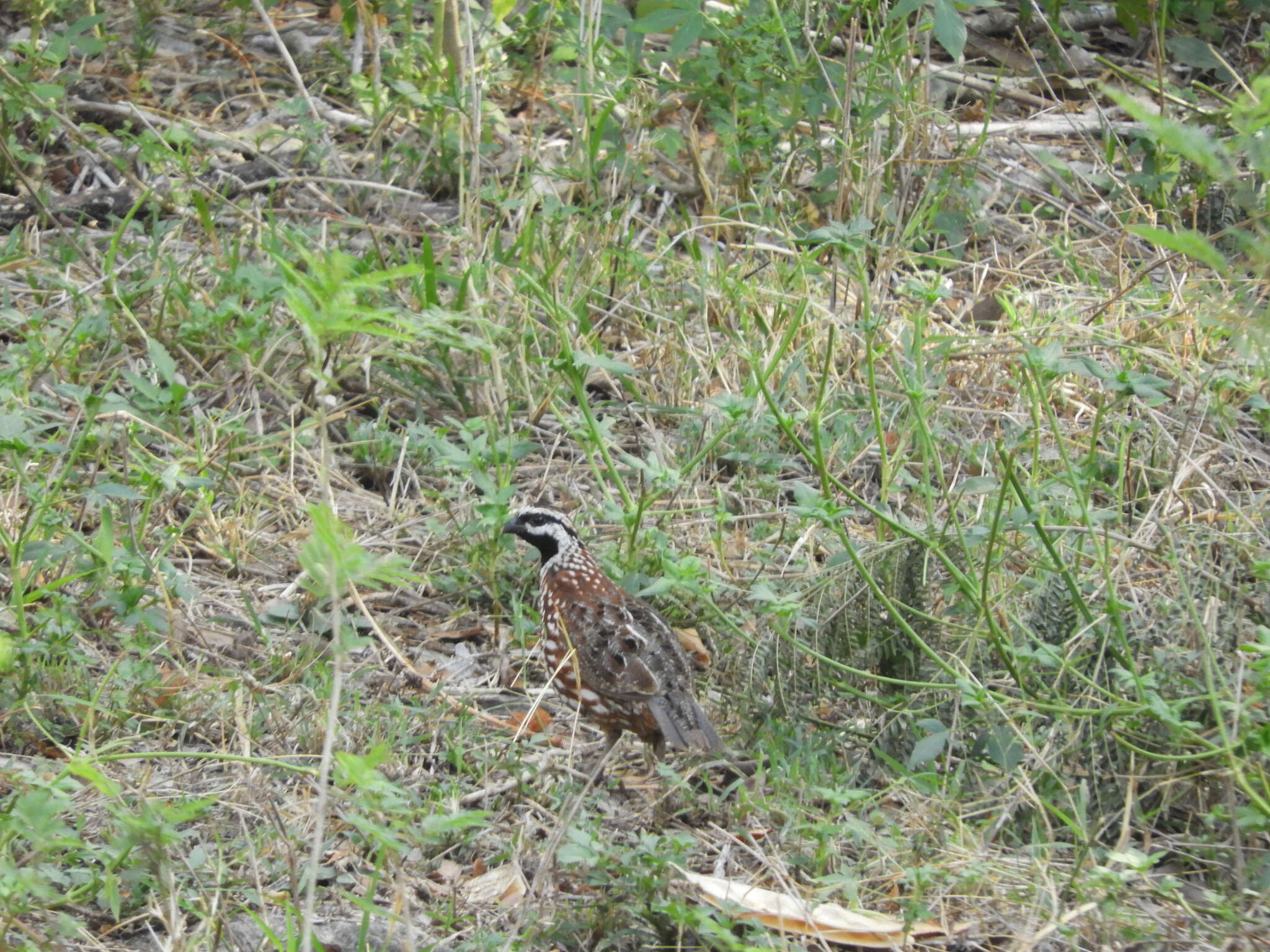 Plancia ëd Colinus nigrogularis (Gould 1843)