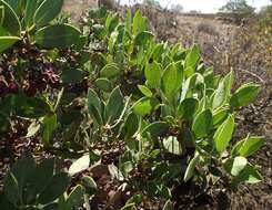 Слика од Arctostaphylos rainbowensis J. E. Keeley & A. Massihi