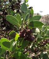 Слика од Arctostaphylos rainbowensis J. E. Keeley & A. Massihi