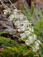 Imagem de Salvia microstegia Boiss. & Balansa