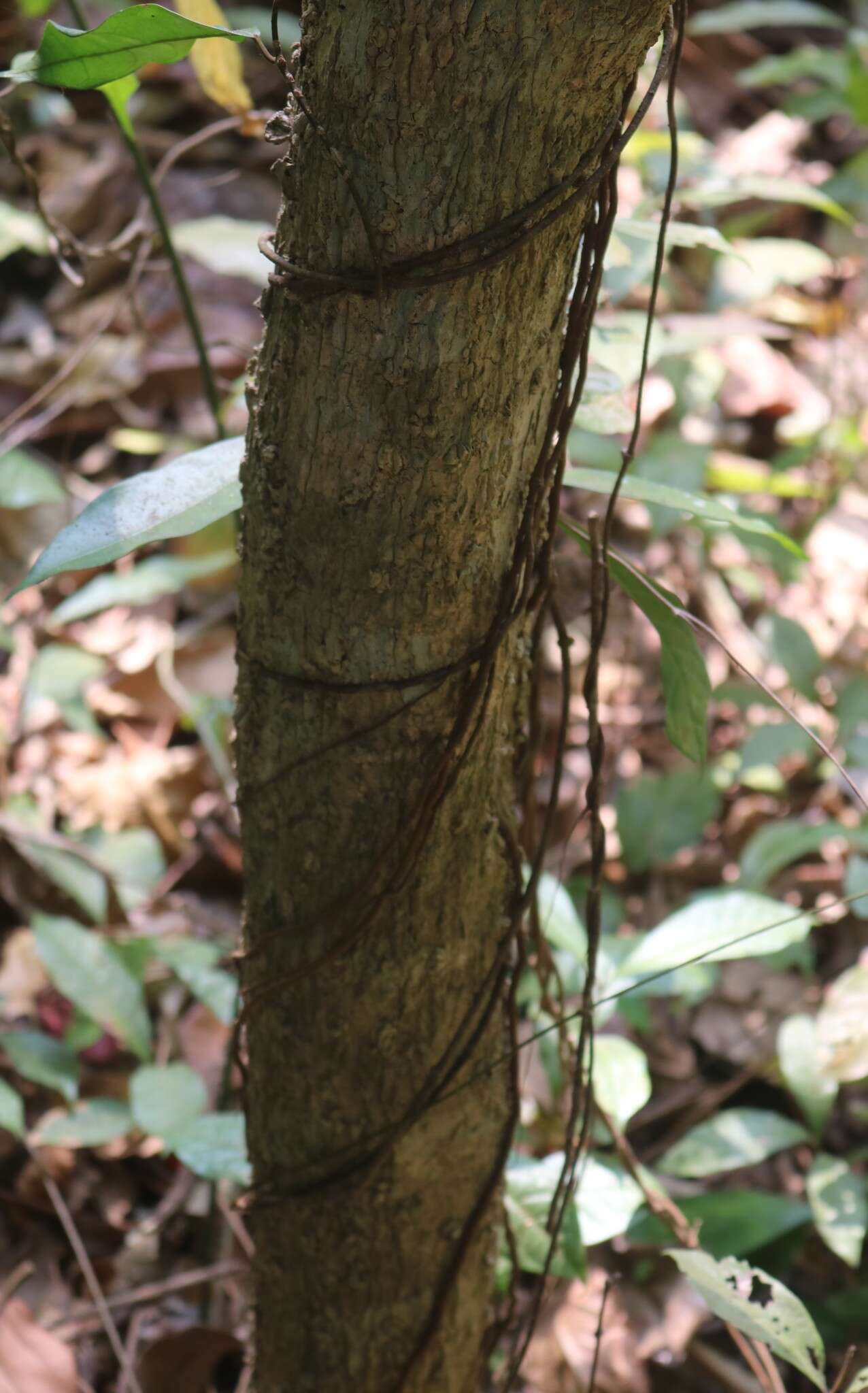 Image of Genianthus laurifolius (Roxb.) Hook. fil.
