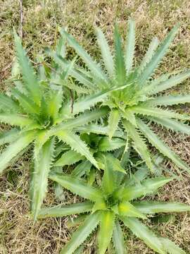 Image of Eryngium serra Cham. & Schltdl.