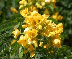 Senna surattensis (Burm. fil.) H. S. Irwin & Barneby resmi