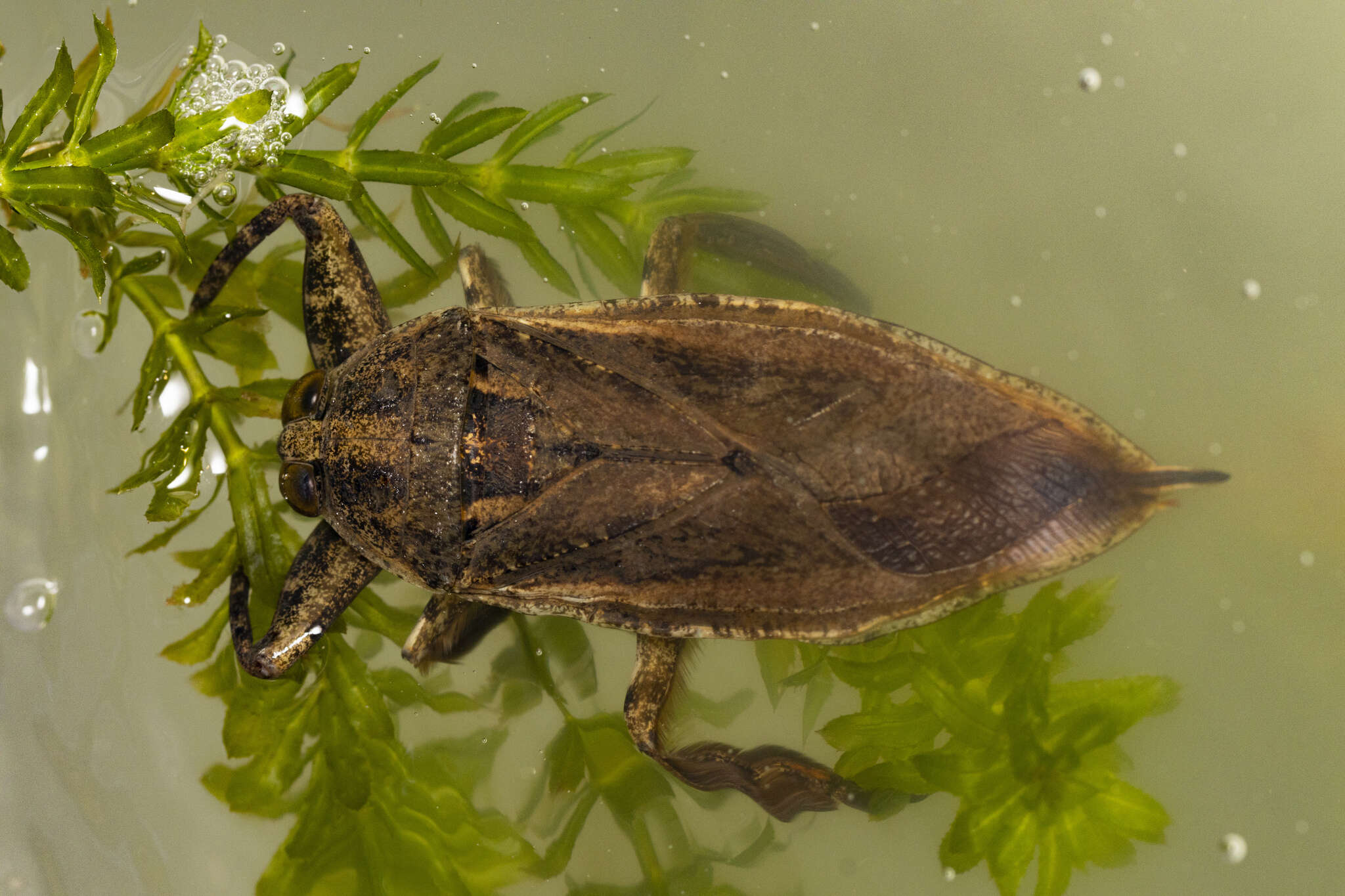 Image of Lethocerus annulipes (Herrich-Schaeffer 1845)