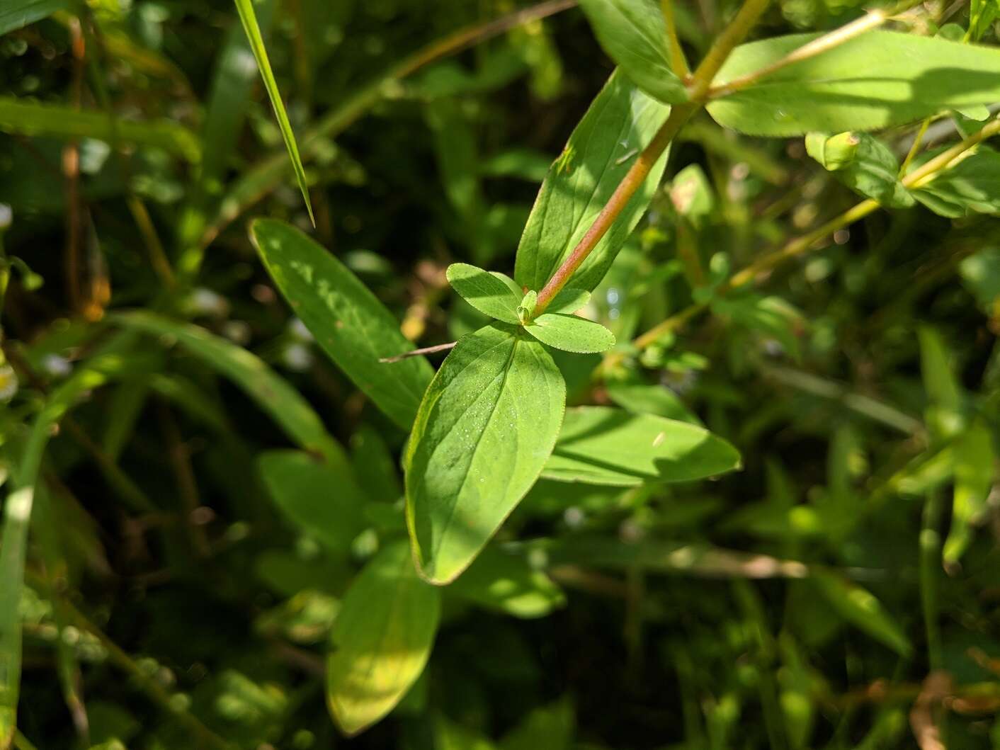 Hypericum perforatum subsp. perforatum resmi