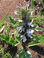 Image of Bugle plant