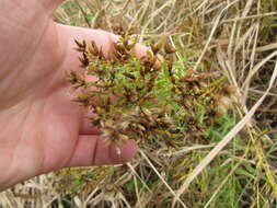 Image of Euthamia weakleyi G. L. Nesom