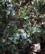 Image of Fremont's mahonia