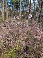 Imagem de Leucopogon attenuatus A. Cunn.