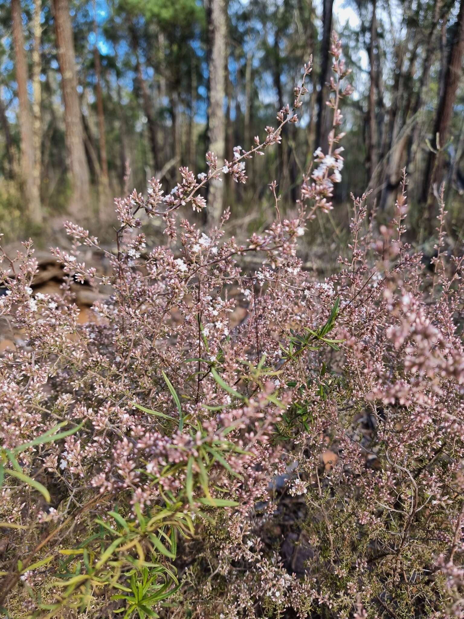 Imagem de Leucopogon attenuatus A. Cunn.