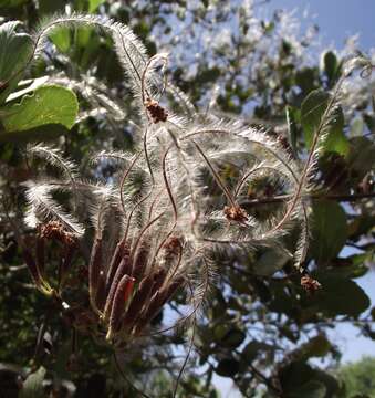 Image of Cercocarpus montanus var. glaber (S. Wats.) F. L. Martin