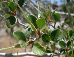 Image of Birch-leaf Mountain-mahogany