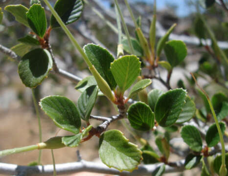 Image of Cercocarpus montanus var. glaber (S. Wats.) F. L. Martin