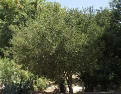 Image of Channel Island Scrub Oak