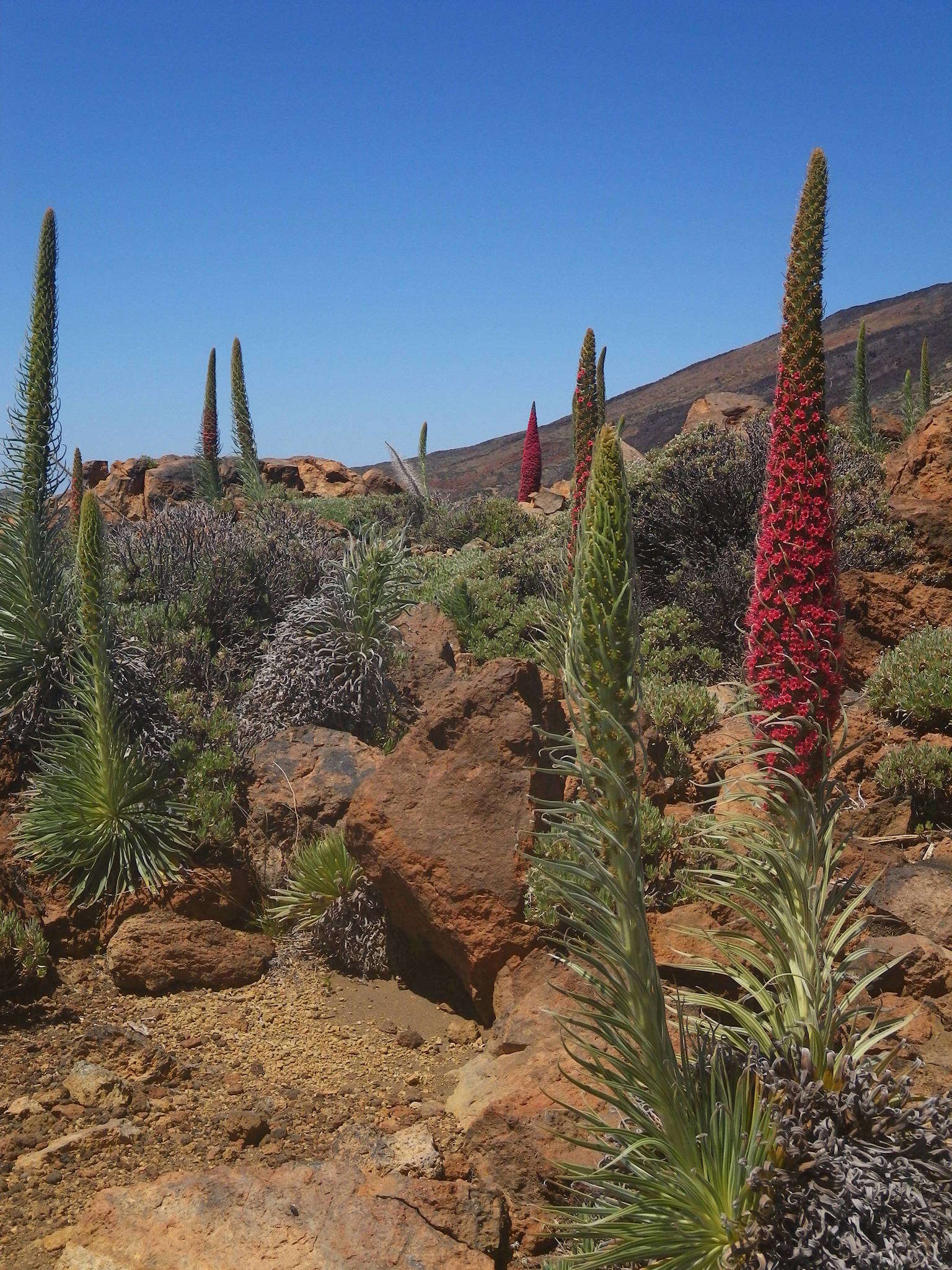 Image of Echium wildpretii H. H. W. Pearson ex Hook. fil.