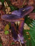 Image of Cortinarius violaceus (L.) Gray 1821