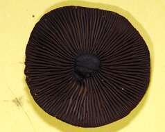 Image of Cortinarius violaceus (L.) Gray 1821