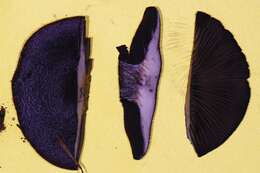 Image of Cortinarius violaceus (L.) Gray 1821