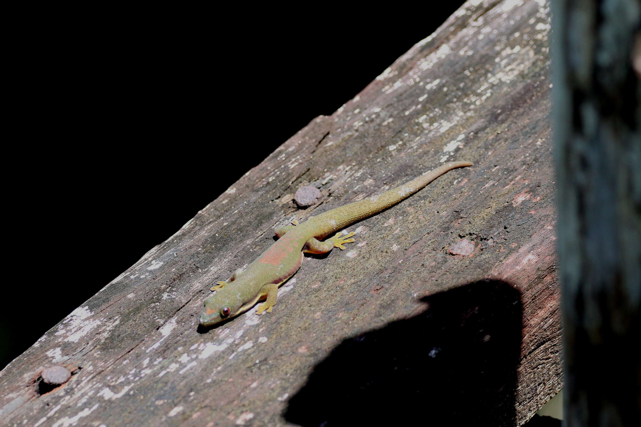 Plancia ëd Phelsuma lineata Gray 1842