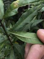 صورة Cestrum buxifolium Kunth