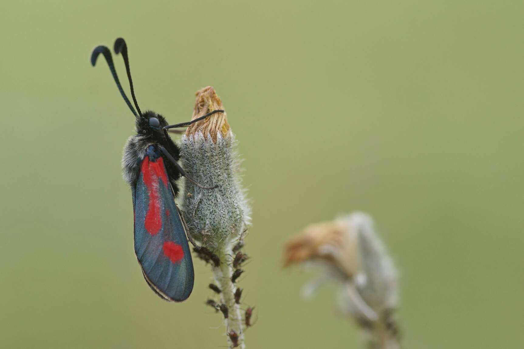 Image of Zygaena sarpedon Hübner 1790