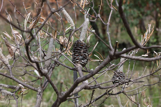 Image of Banksia neoanglica (A. S. George) Stimpson & J. J. Bruhl