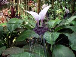 Image of Tacca cristata