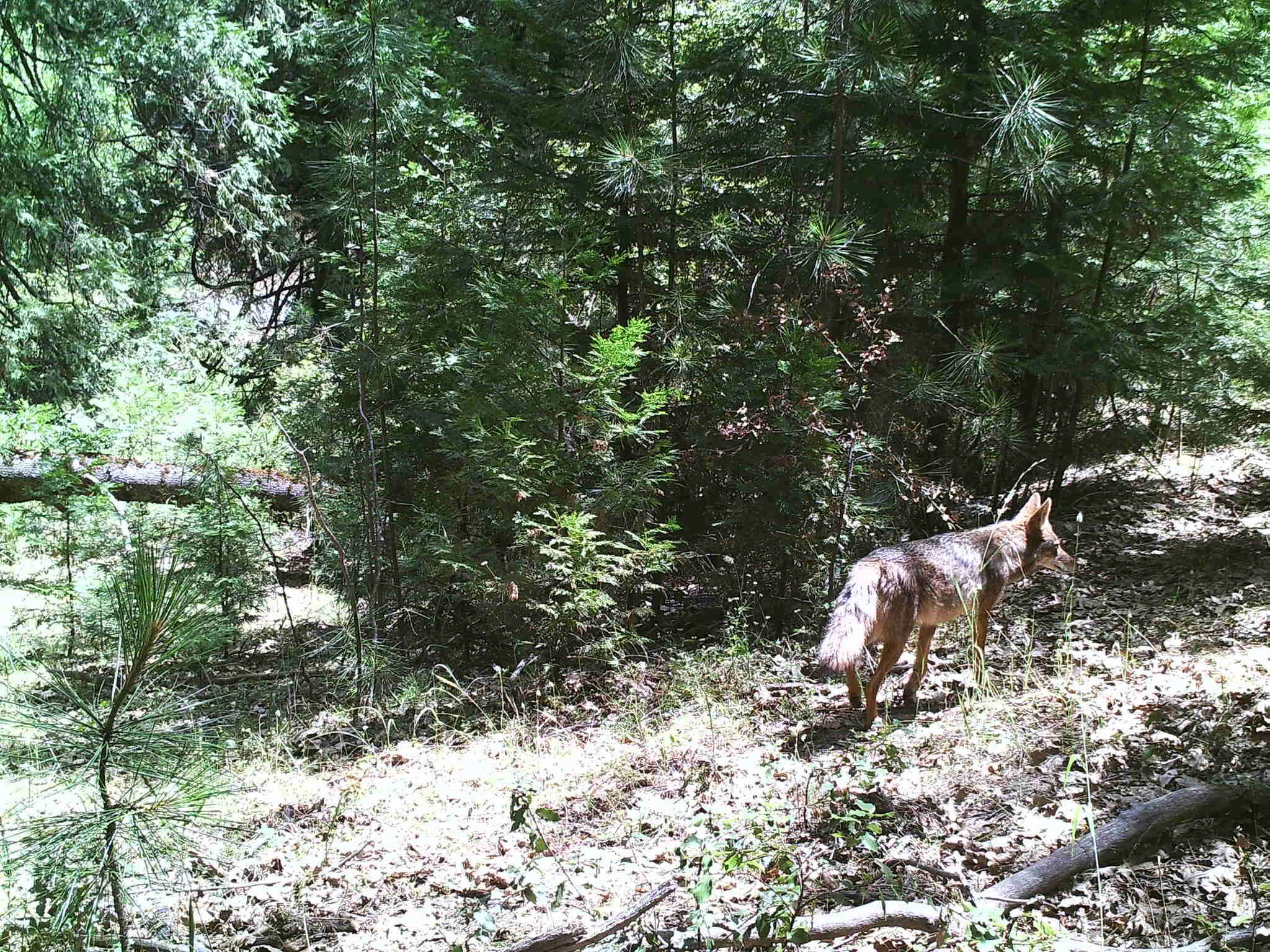 Image of California Valley Coyote