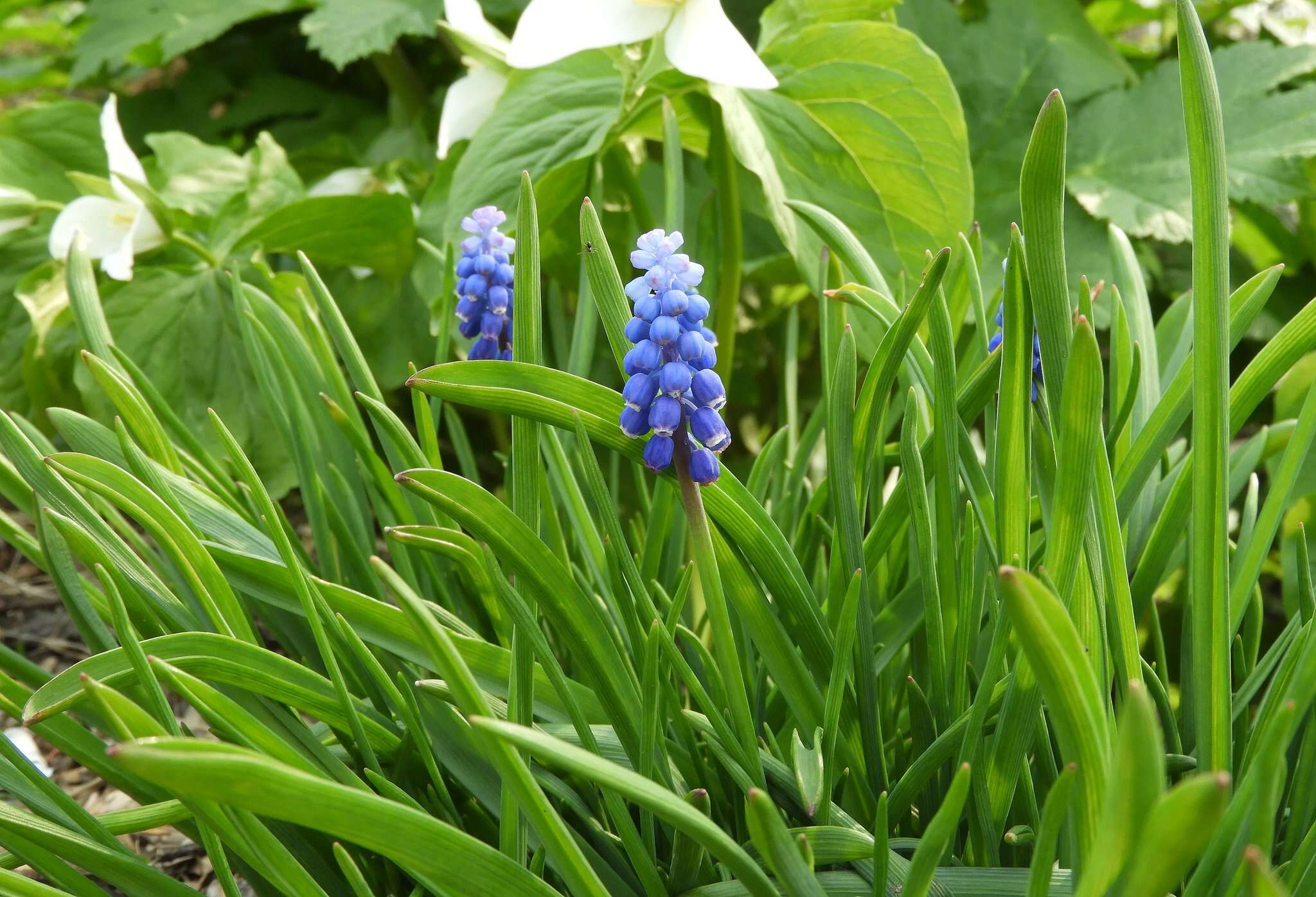 Image of Armenian grape hyacinth