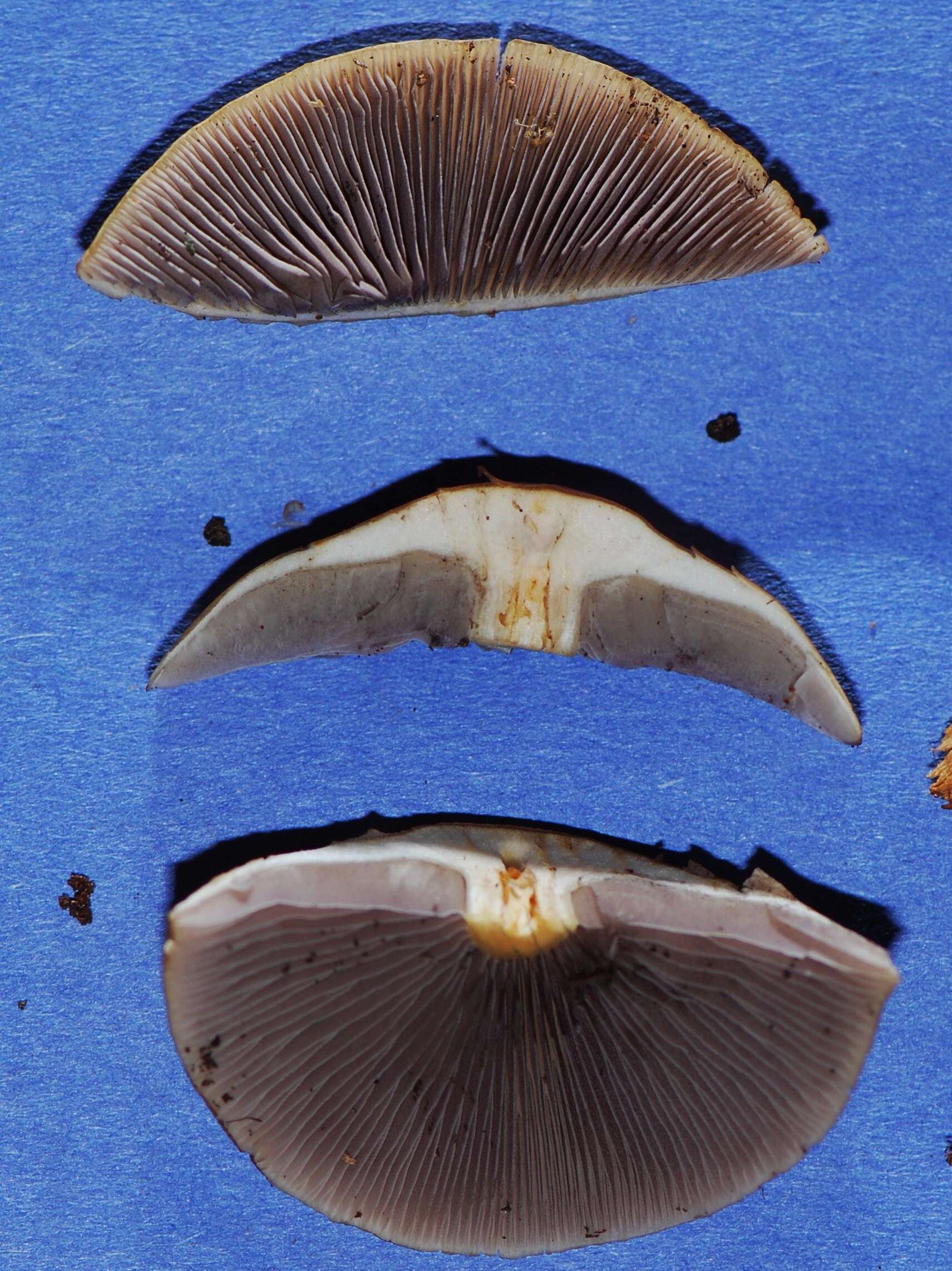 Image of Hypholoma capnoides (Fr.) P. Kumm. 1871