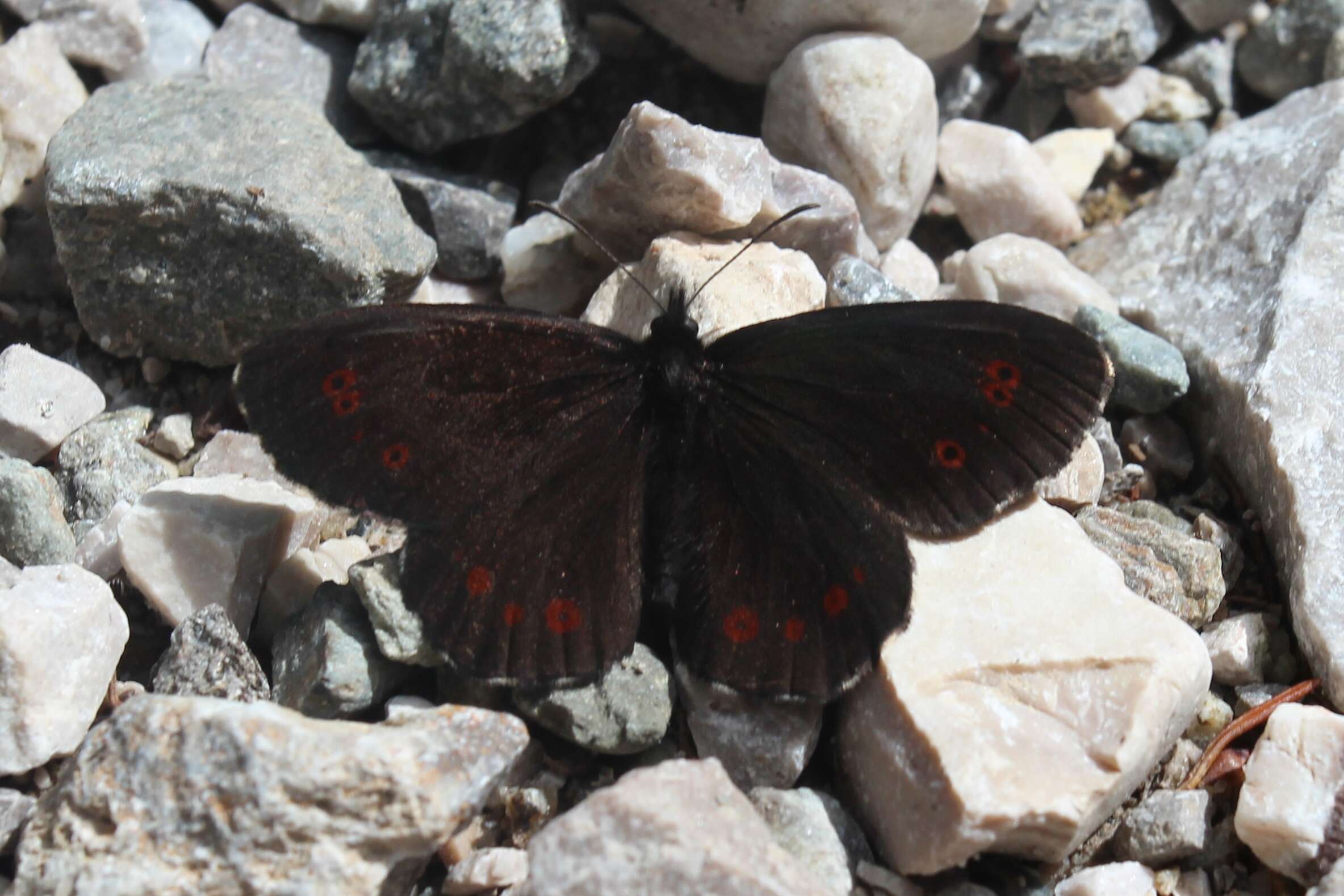 Image of Erebia euryale Esper 1777