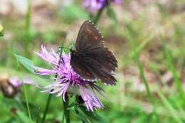 Image of Erebia euryale Esper 1777