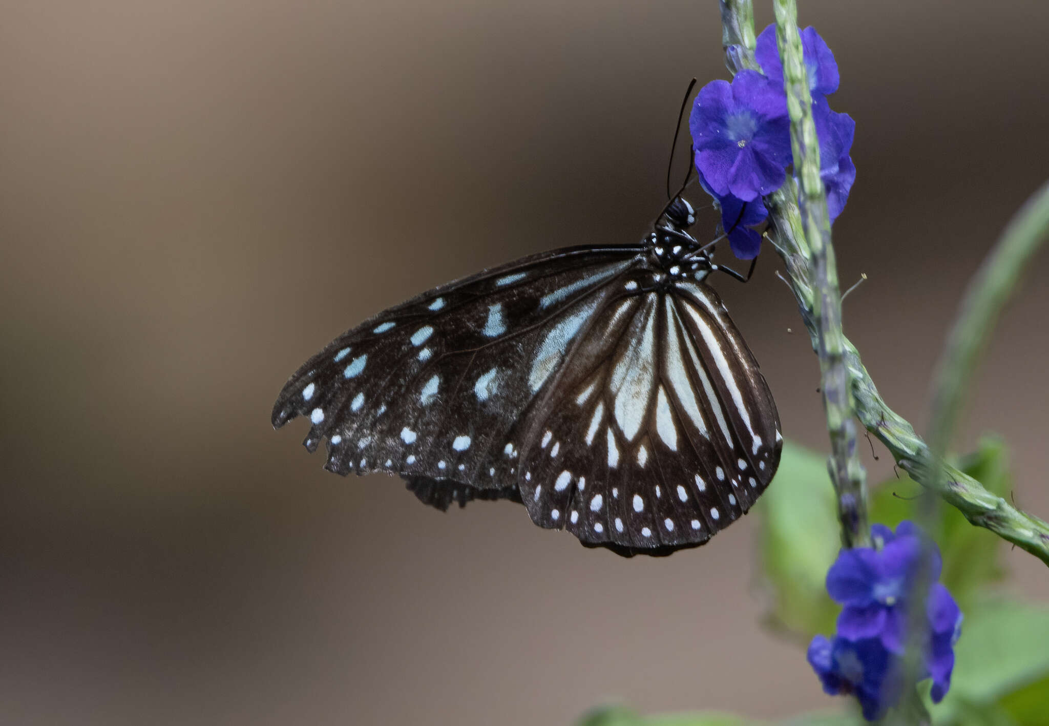 Image of Ideopsis juventa curtisi (Moore 1883)