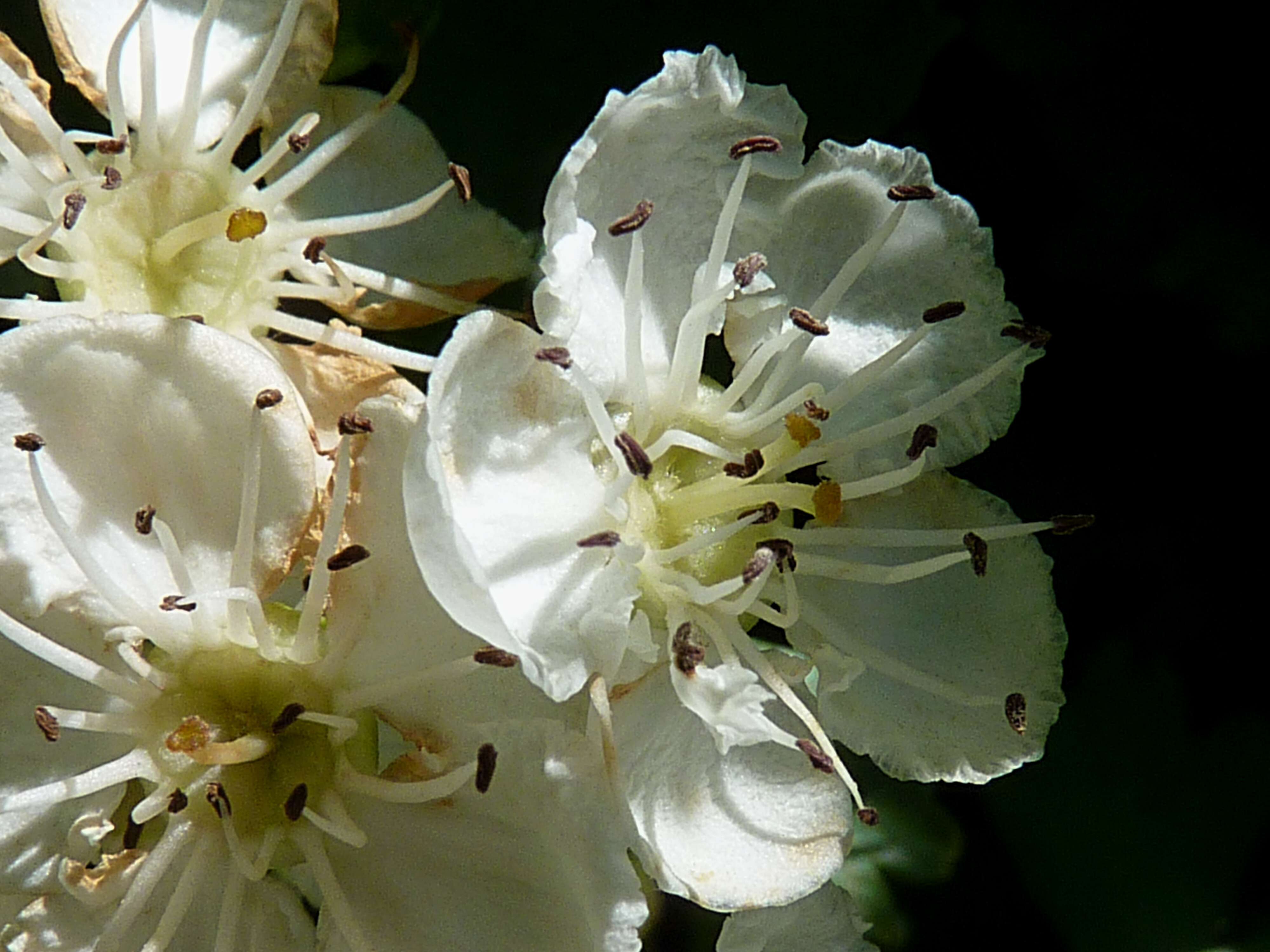 صورة Crataegus media Bechst.