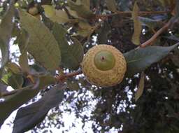 Image of island live oak