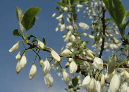 Image de Halesia diptera J. Ellis