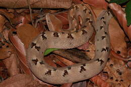 Image of Malayan Pit Viper