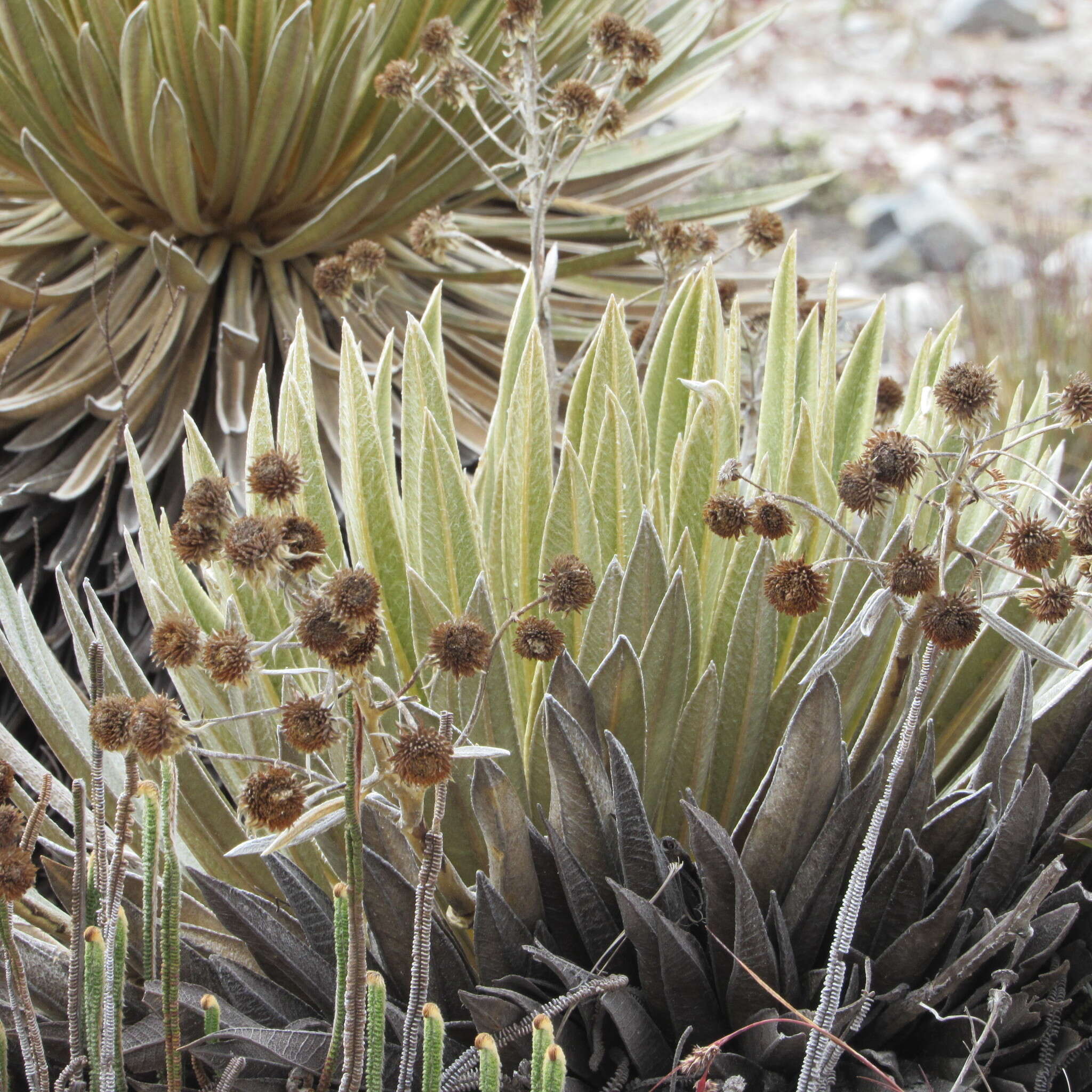 Image of Espeletiopsis colombiana (Cuatrec.) J. Cuatrec.