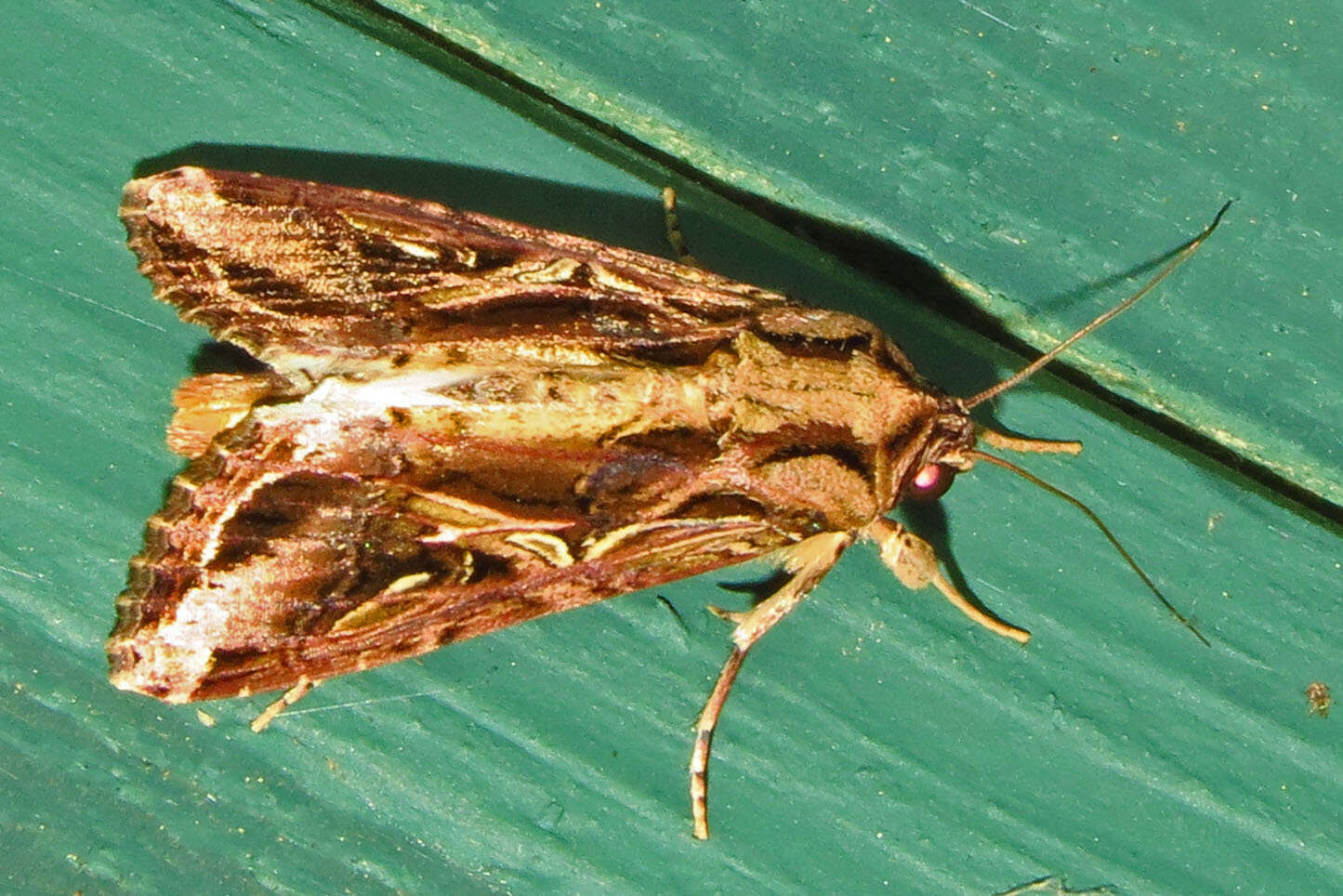 Image of Sweetpotato Armyworm Moth