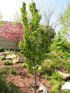 Image de Amelanchier arborea (Michx. fil.) Fern.