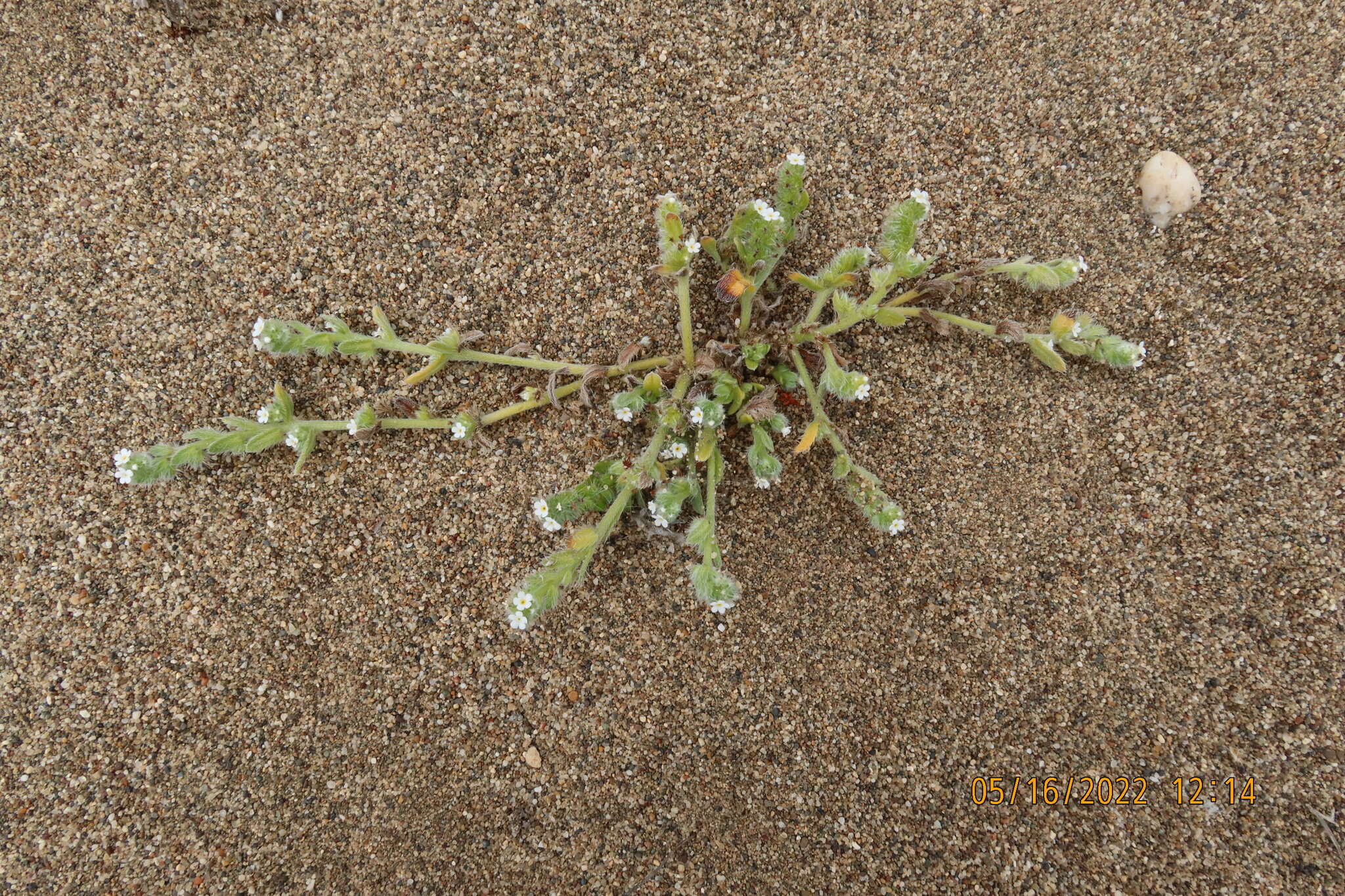 Слика од Cryptantha leiocarpa (Fisch. & C. A. Mey.) Greene