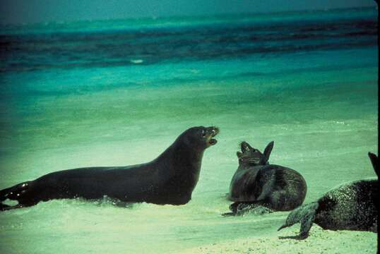 Image of Hawaiian Monk Seal