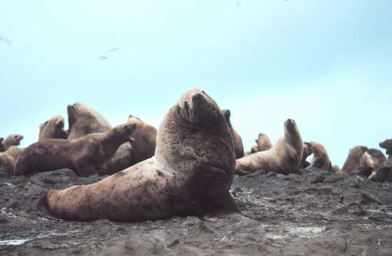 Image of northerns sea lions