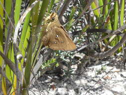 Image of Hesperilla trimaculata Tepper 1882