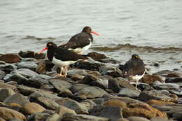 Image of Magellanic Oystercatcher