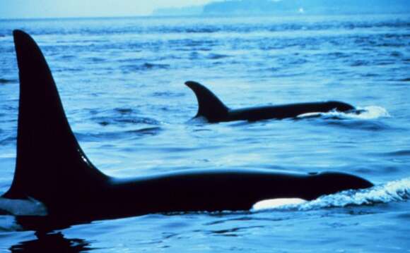 Image of killer whale