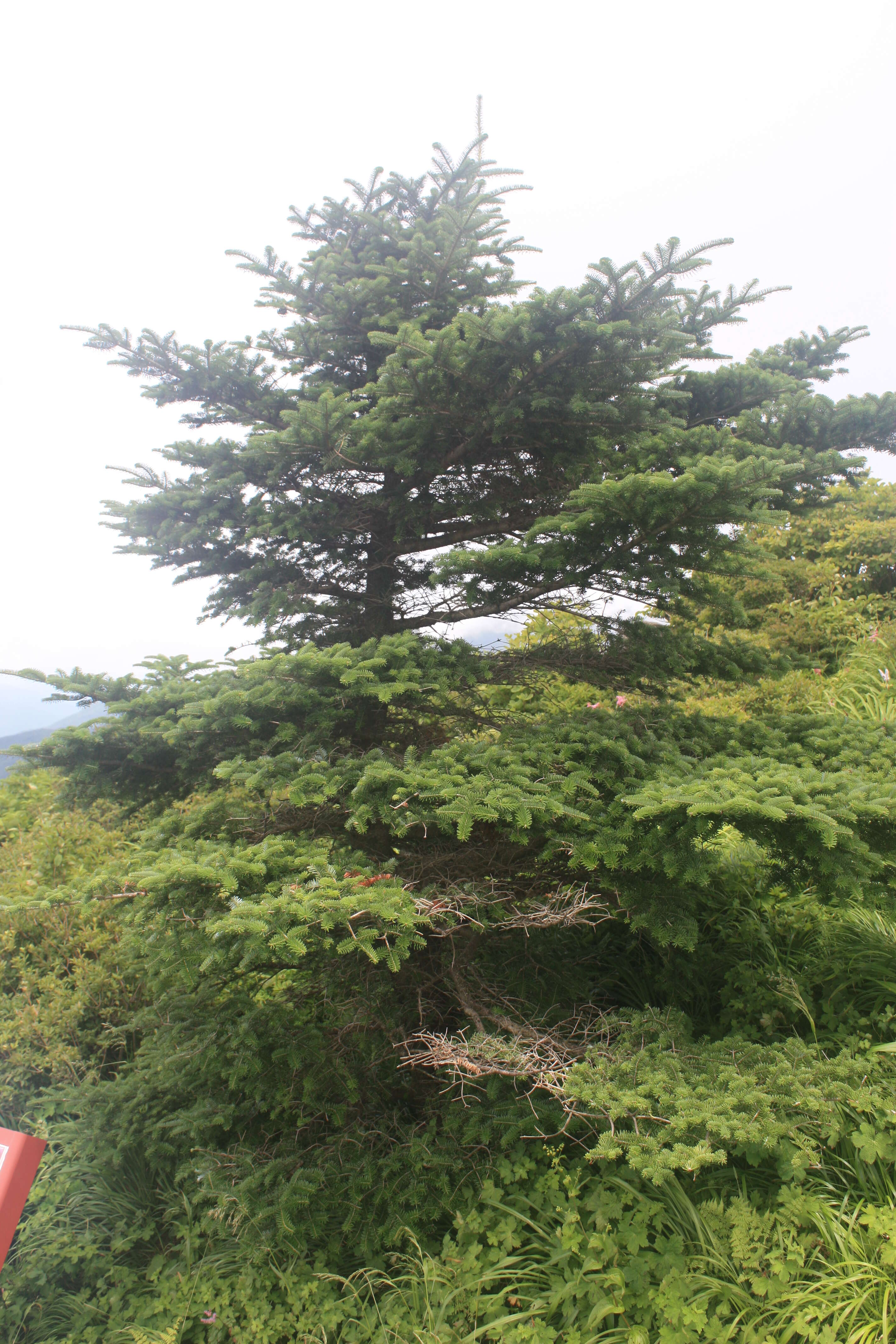 Image of Korean Fir