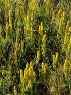 Image of golden Indian paintbrush