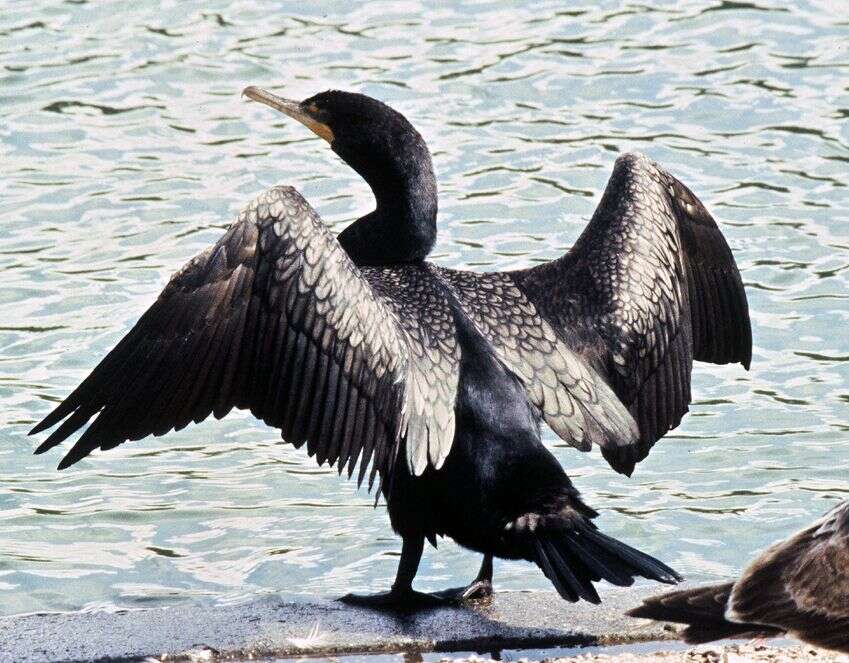 Plancia ëd Phalacrocorax auritus (Lesson & R 1831)